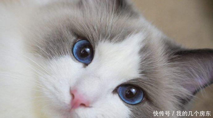 『价格』和这些猫比起来,布偶猫的价格,可真是亲民啊