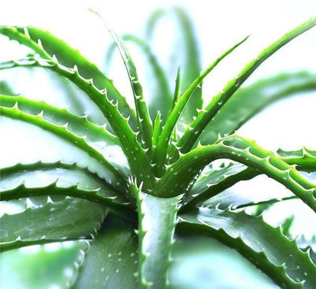 「样芦荟才能」芦荟为什么长不大?有4个原因造成的,注意种植技巧