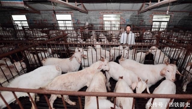  [养猪场]未来十年养猪的发展方向是什么？是散户养猪还是规模化