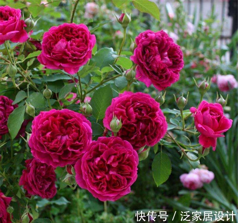  #月季#花卉种植技术：藤本月季用几加仑的盆，该如何养护？