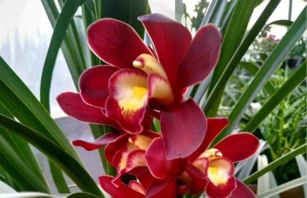 『绕道』4种“娇贵花”,怕热又怕冷,大家都说“娇气难伺候”,新手绕道