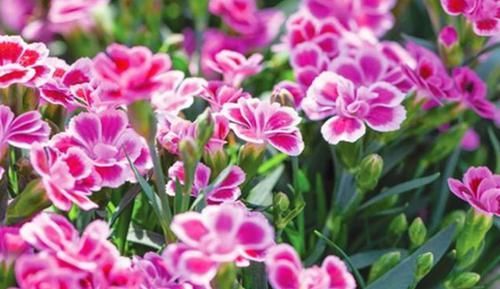  『种植』5种花适合养阳台，花开绚丽夺目，一年四季都盛开，繁盛惹人爱