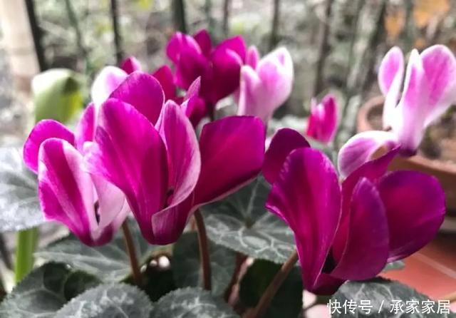  保活：养花小技巧：养花全靠1句话，100%保活！