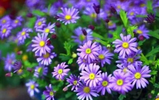  『绿色植物』美丽的野菊花一年四季不停地开花，花开了