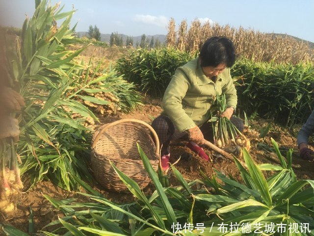 一斤批发2元以上，农民种它亩产1.2万斤，年收入4.8万元