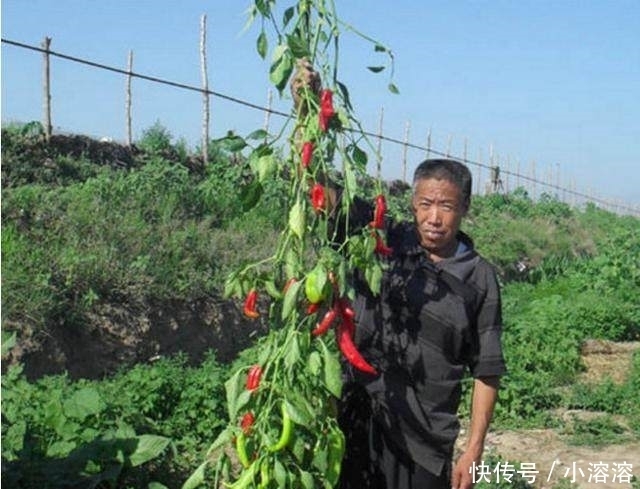  [辣椒]农民种植的新型“辣椒树”2米多高亩产4万斤一年四季都可