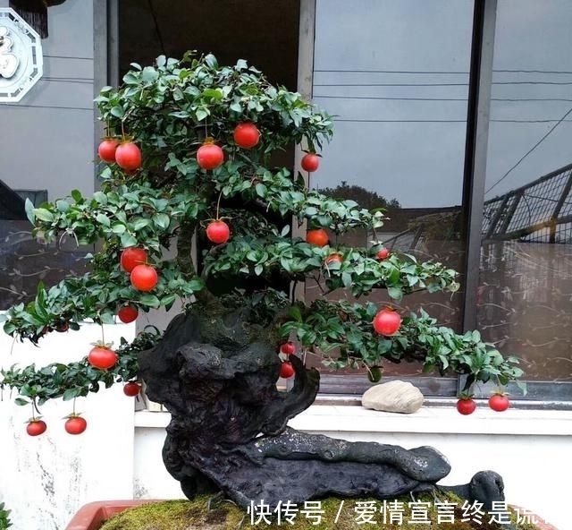  「样子」李大爷独具慧眼，最喜欢上山找树桩，再奇怪的样子也能变成盆景