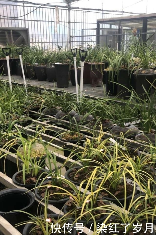  浅谈|浅谈种养兰花的水平，要把兰花养到壮，养得有野性