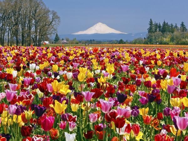 印度控制下的克什米尔地区,看了你就知道它有多美