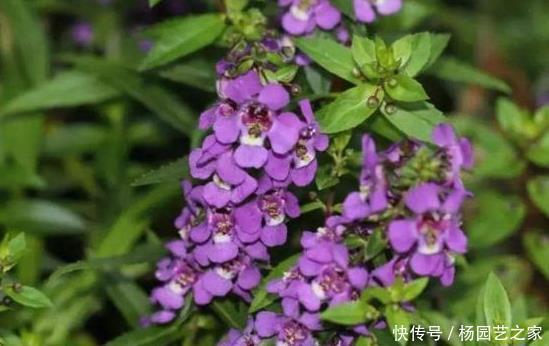 『适合』适合懒人养的4种花,阳台盆栽上几盆,养出爆盆,轻松变花海