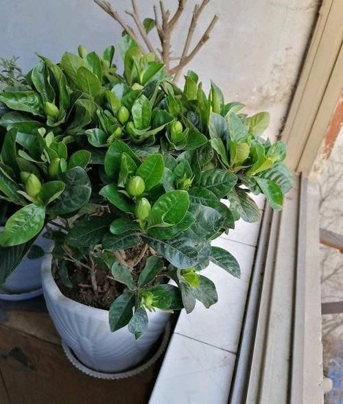  保障■北方养栀子花，需要多花心思，满足“2个度”，保障顺利开花