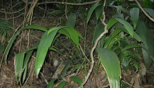  「杂草」这种野生植物，若出现您家老林下，请别当杂草，现在60