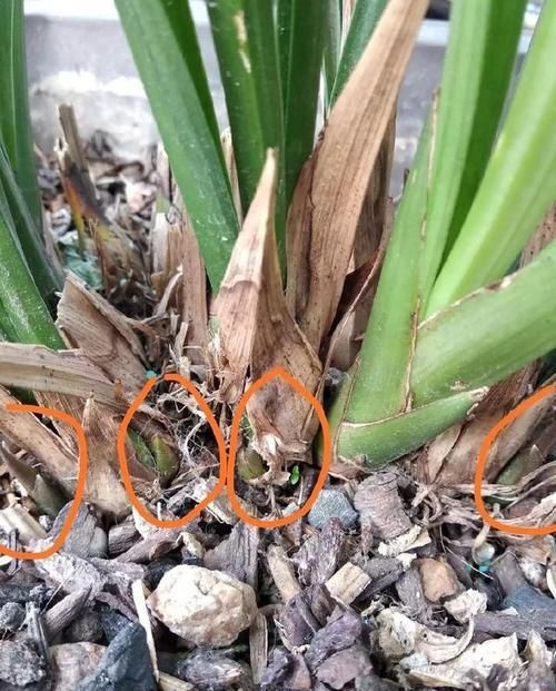  『低温春化』兰花为什么不开花？?清楚兰花叶芽和花芽的发育过程，开花爆盆