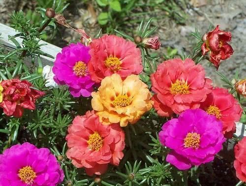  『根枝』邻居家掐2根枝，半年养10盆这“花”，朵朵硕大，长爆一阳台