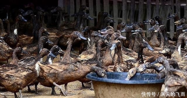  【返乡创业】返乡创业热潮来了，国家大力扶持，这几个项目未来