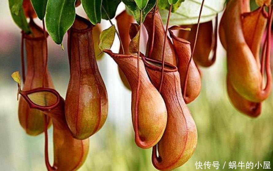 适合|夏天最适合养3种花,除烦解燥,关键蚊虫最怕它,安心睡觉不担心