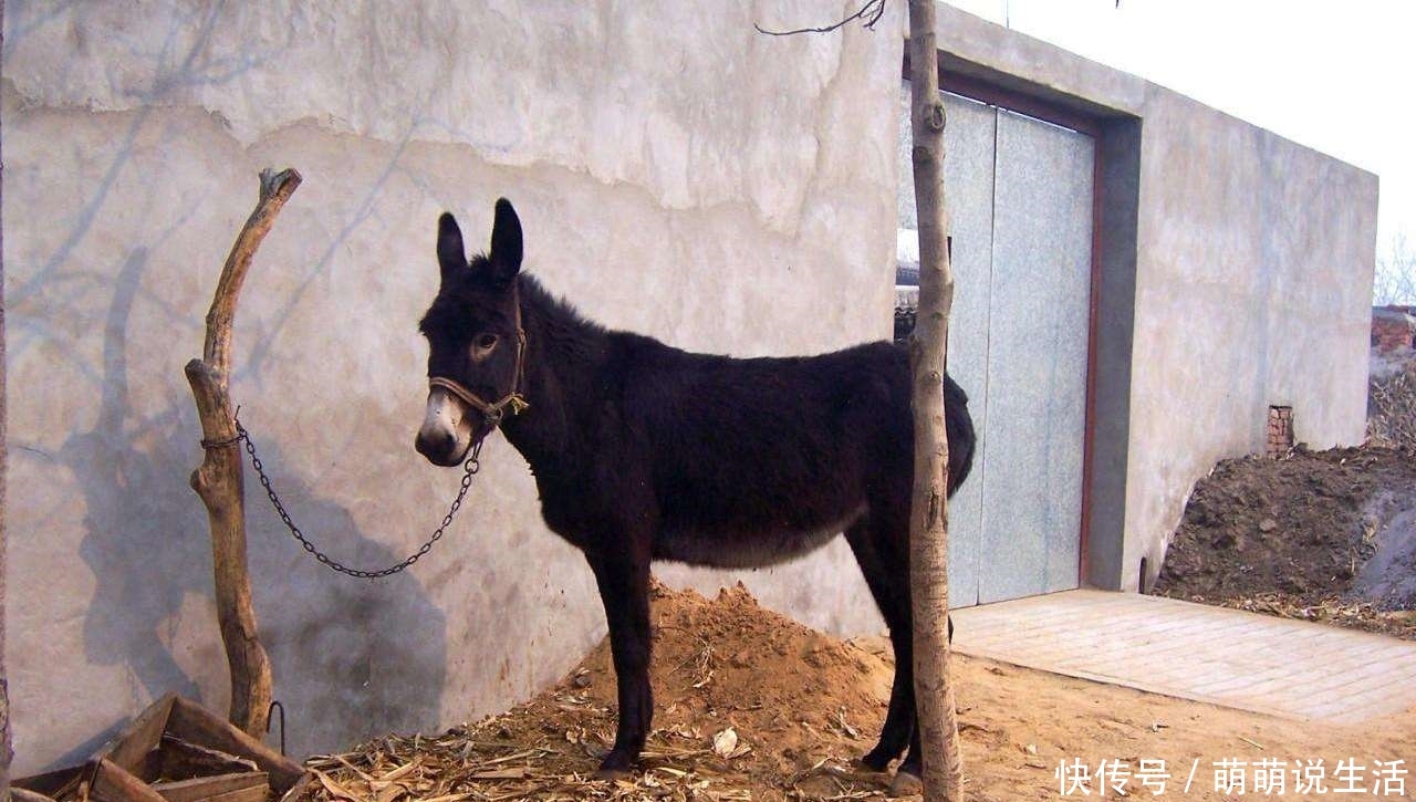  驴皮：一张驴皮能卖千把元，一头驴也能卖上万元，那为啥农民不