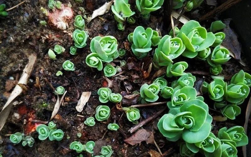 【慎养】这花要慎养，每年砍掉3麻袋，照样蹭蹭长！