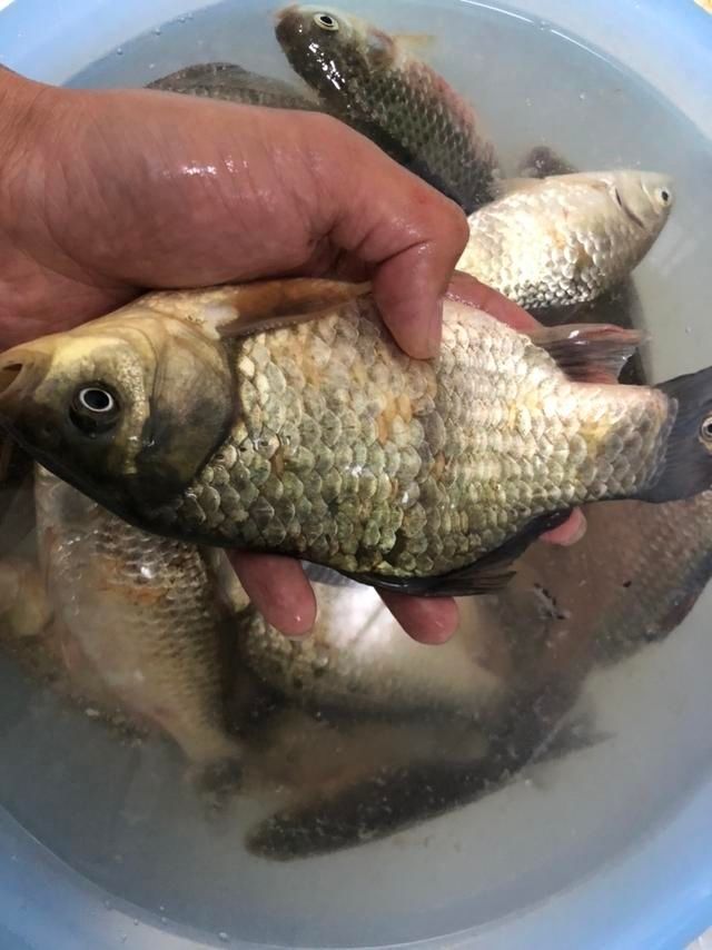  「家庄」探亲丁家庄七星河作钓，花海和美食不可辜负