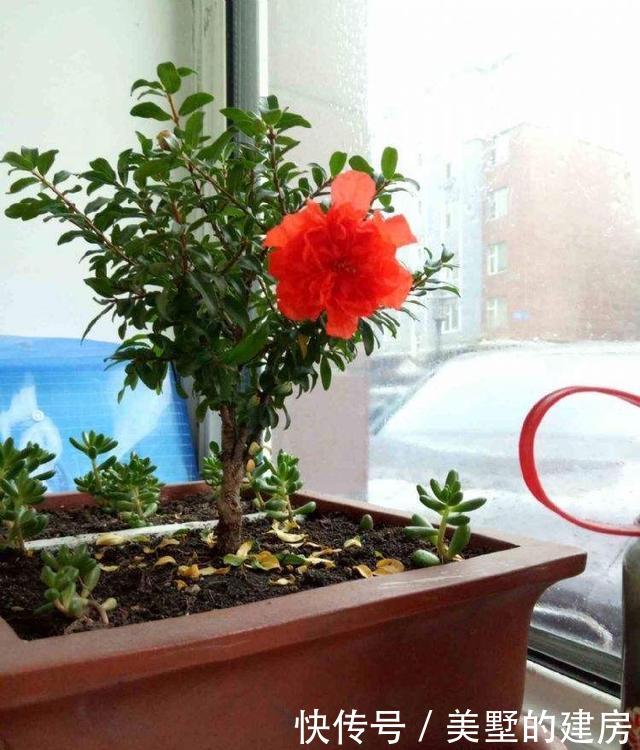  花大果■石榴盆栽怎么养？做到“2点”，花大果多，花美果子甜