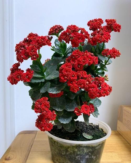  口红吊兰■此几款花朵花期长，花朵美，开花绚丽多姿不像话，一年开花365天