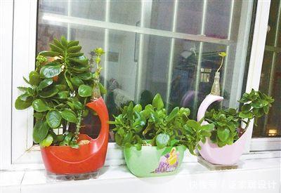  「吃不完」塑料袋子别扔了，像奶奶一样种“辣椒”，一棵结五六