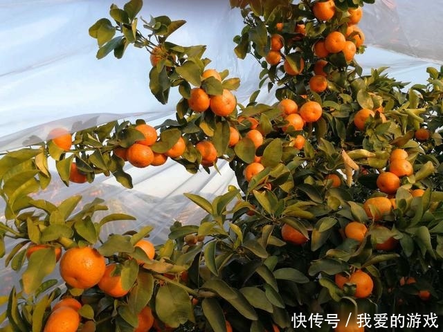 砂糖橘，天使的面孔背后，是魔鬼！