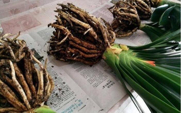  换土@春天君子兰换土,新手最头疼,这样做盆栽健康一整年!