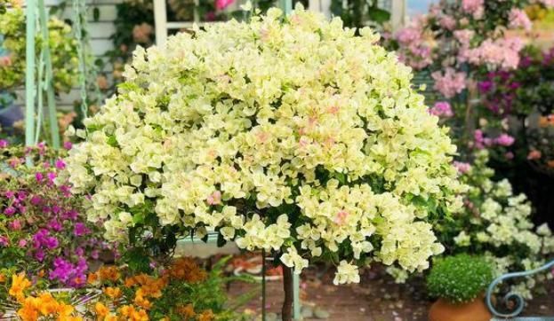  【粉丝】她在露台养了一种花，全年花开不断，犹如仙境，收获了近10万粉丝