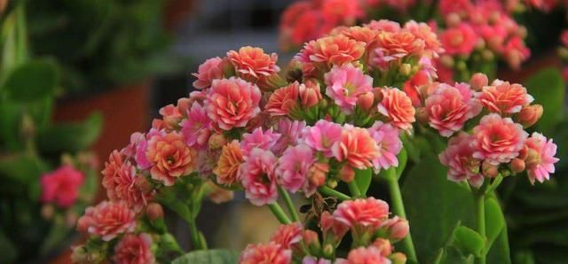  花园|种上这3种花，阳台美的像“花园”，轻松爆盆，四季花开不断！