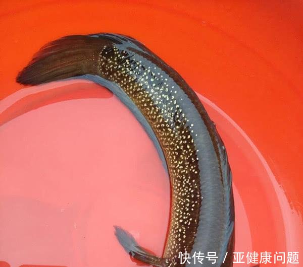 生态杀手江苏河道现怪鱼，引发关注，有人担忧其泛滥