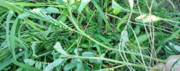  『药用价值』植物小知识！形似“含羞草”，却是特殊的保护植物，有药用价值