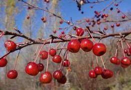 入秋后，五种被列入“黑名单”的水果，少吃少生病，尤其是图五