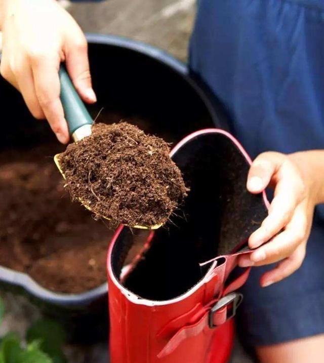  生病：土壤只更换不消毒,植物种下去几天就会生病,换盆一定要注意