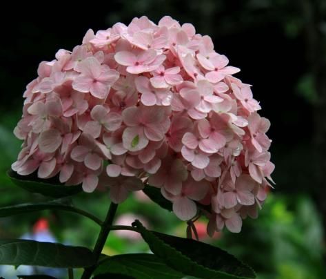 轻松：家养这5款花，花大色艳媲美玫瑰，全年循环开花，轻松打造小花园