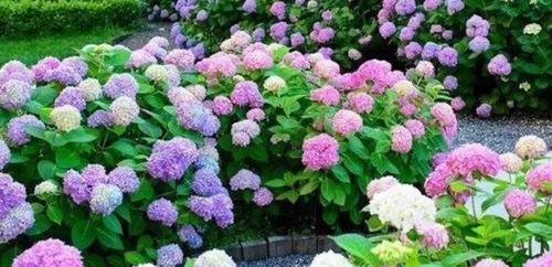  『别致』阳台养这几朵花，花形别致，散发芳香，你养了吗？