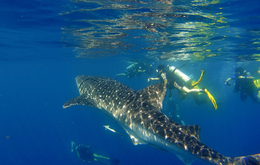 多次要求我国建立军事基地却被拒，与我国互免签，规定不宰游客