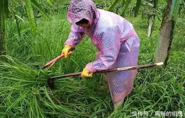  通知@惨！果园生草出大事了，300亩果园损失惨重！请立即通知给