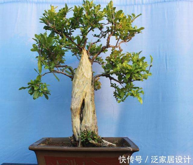  『漂亮』如何养护盆景，学会这“3招”，长势茂盛，姿态优美，越长越漂亮