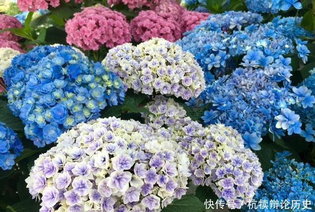 『爆盆』绣球花从花骨朵到盛花期该怎么养?做到4要点,开花爆盆90天