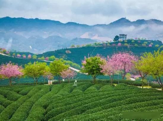  「樱花」中国这些花开成海的地方，美极了