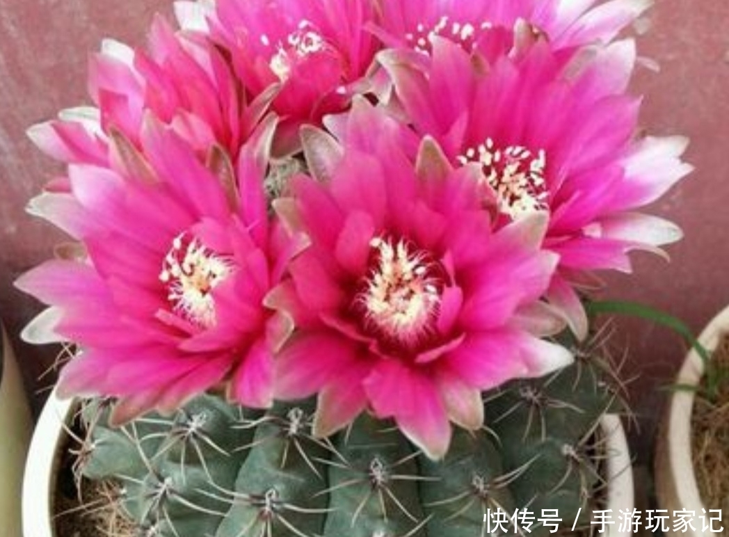 「美艳」家里养4种仙人球,很容易就能开花,花朵美艳