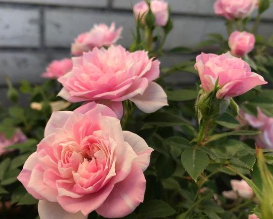  【开爆】这款花卉比百合美，花多易爆盆，繁殖能力极强，贱养就能开爆盆！