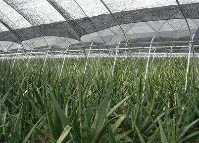  #不难#种一亩地，8000元钱不难赚，但村民们不敢种。为什么？