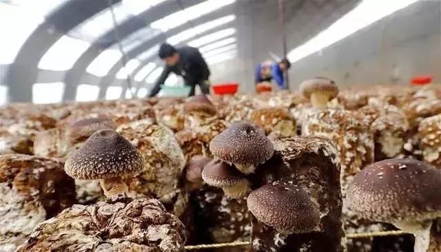 全省首批！河北这50余县区获评“金字招牌”！快看有你家乡吗？