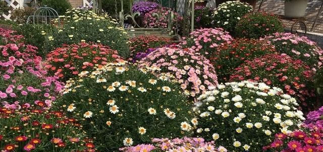  花园|种上这3种花，阳台美的像“花园”，轻松爆盆，四季花开不断！