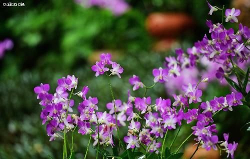 广西南宁城中心的5A景区，门票仅20元，你看这算不算最良心票