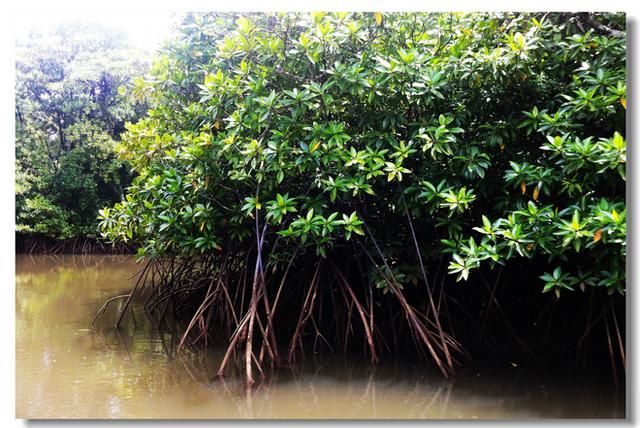神奇的帕劳红树林，因水下藏着这个肉食动物不能轻易下水