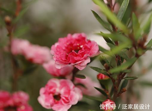  [常见]这4种常见花堪称“开花机器”，盆栽上几盆，花开繁盛惹人爱！
