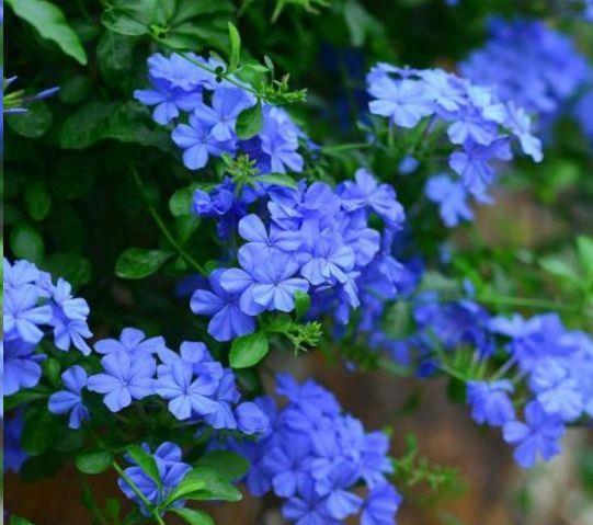 蓝雪花——夏天里的雪,教你一年让蓝雪花开成一片花海。